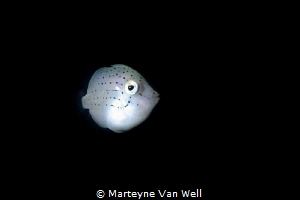 Juvenile Puffer Filefish (Brachaluteres taylori) by Marteyne Van Well 